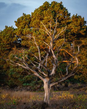 Noorderheide, Elspeet, Hollanda 'daki Yaşlı Ölü Ağaçlar.