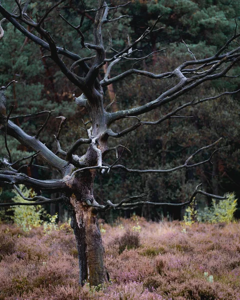 Old Dead Trees Noorderheide Elspeet Países Bajos — Foto de Stock