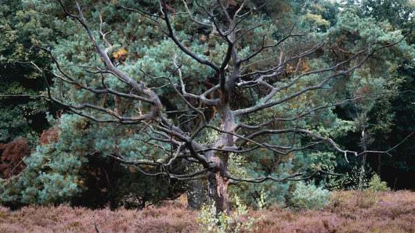 Old Dead Trees Noorderheide Elspeet Países Bajos — Foto de Stock