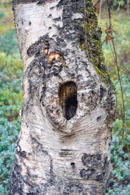 Büyük bir deliği olan eski bir ağaç gövdesi. Noorderheide, Elspeet, Hollanda.