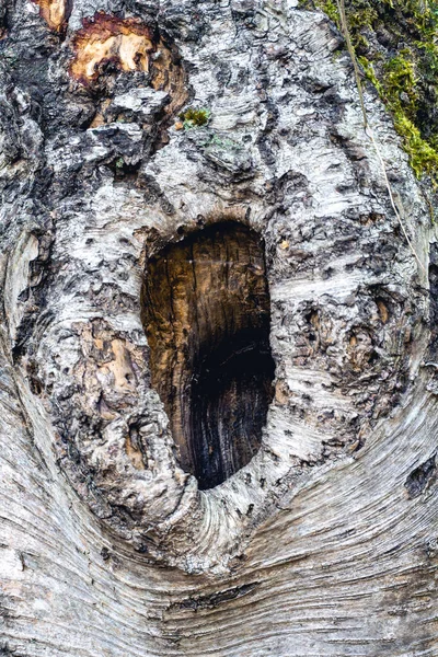 有一个大洞的老树干 荷兰Elspeet Noorderheide — 图库照片
