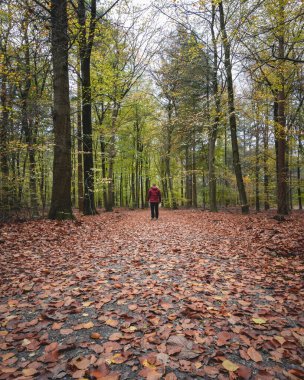 Hollanda ormanlarında sonbahar renkleri, Noorderheide, Elspeet, Hollanda.