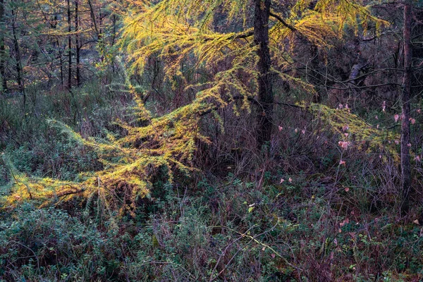Podzimní Barvy Holandském Lese Noorderheide Elspeet Nizozemsko — Stock fotografie