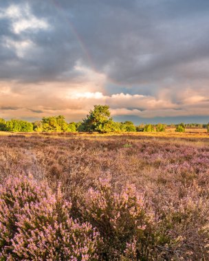 Dramatic Sky early morning at the Ermelosche heide.