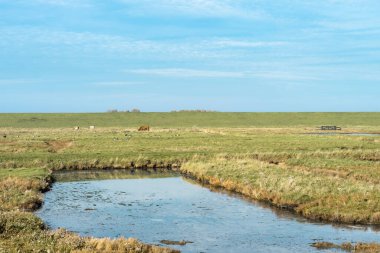 Overview from the wetlands in Burgh-Haamstede, with cows, Zeeland The Netherlands.