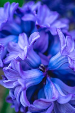 Çiçeklerden çok fazla renk al..