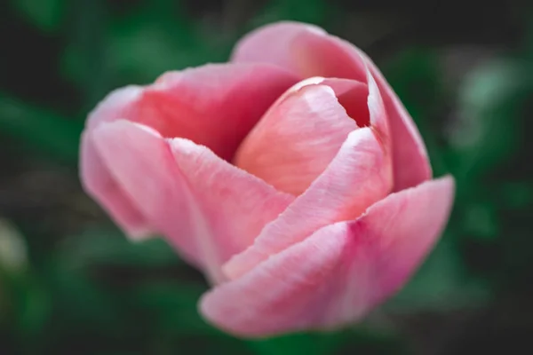 stock image Close up from the beautifull Dutch tulips in spring.