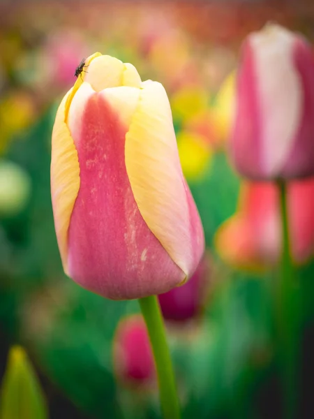 Nahaufnahme Von Den Schönen Holländischen Tulpen Frühling — Stockfoto