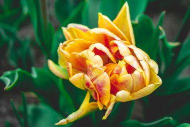 İlkbaharda güzel Hollanda lalelerinden.