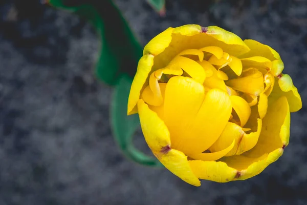 在春天美丽的荷兰郁金香旁 — 图库照片