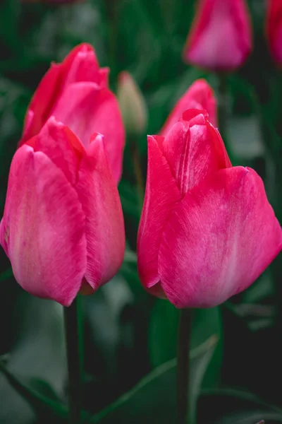 Nahaufnahme Von Den Schönen Holländischen Tulpen Frühling — Stockfoto