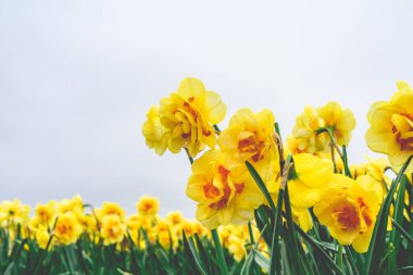 Güzel Narcissus Baharda Hollanda tarlalarında.