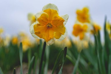 Güzel Narcissus Baharda Hollanda tarlalarında.