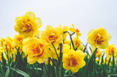 Güzel Narcissus Baharda Hollanda tarlalarında.