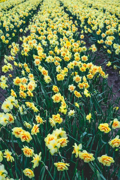 Schöne Narzisse Auf Den Holländischen Feldern Frühling — Stockfoto