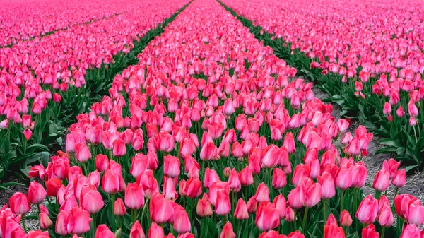 Rangées Tulipes Roses Aux Pays Bas Printemps — Photo