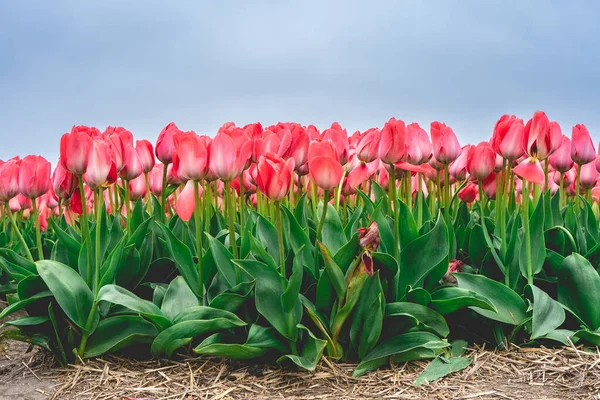 Reihen Rosa Tulpen Den Niederlanden Frühling — Stockfoto
