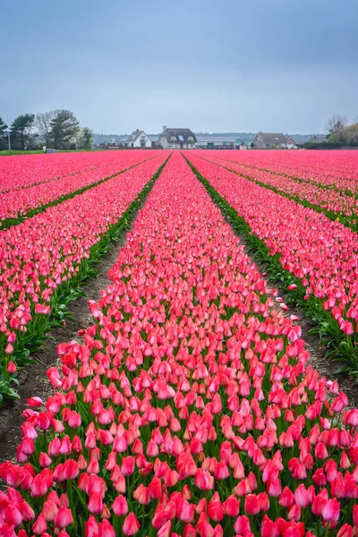 Reihen Rosa Tulpen Den Niederlanden Frühling — Stockfoto