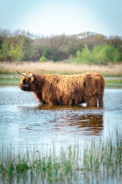 İskoçyalı inek gölde yüzmeye gidiyor. Wassenaar, Hollanda.