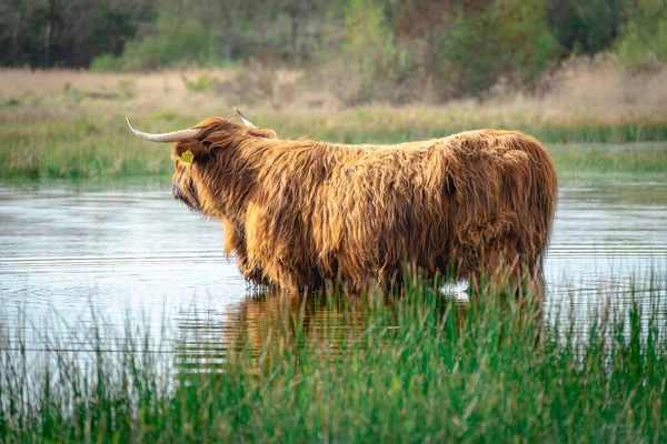 İskoçyalı inek gölde yüzmeye gidiyor. Wassenaar, Hollanda.