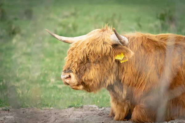 Гірські Корови Лежать Полі Вассенаарі Нідерланди — стокове фото
