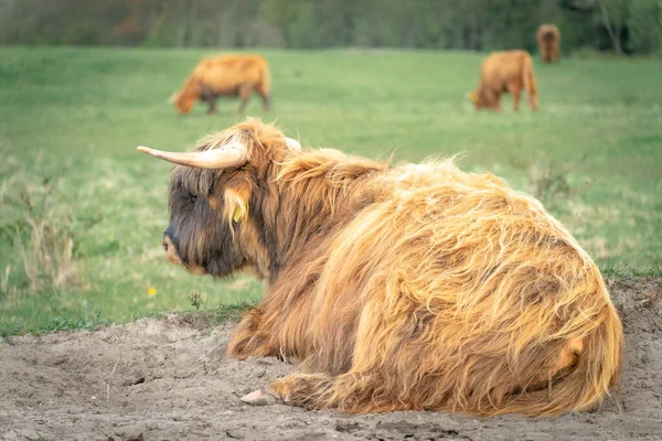 Highlander Vaches Allongées Dans Champ Wassenaar Pays Bas — Photo