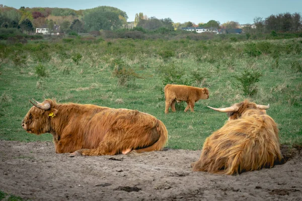Vacas Highlander Deitadas Campo Wassenaar Países Baixos — Fotografia de Stock