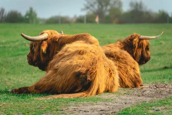 Vacche Delle Highlander Posa Nel Campo Wassenaar Paesi Bassi — Foto Stock