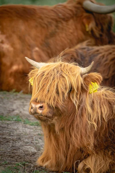Vacche Delle Highlander Posa Nel Campo Wassenaar Paesi Bassi — Foto Stock