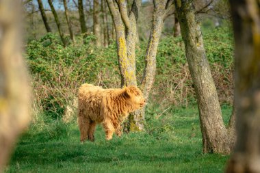 Buzağı, Hollanda 'nın Wassenaar kumullarında güneşin tadını çıkarıyor..