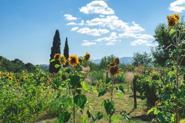 Beautiful gardens at Mateus Palace at Vila Real,Portugal. 