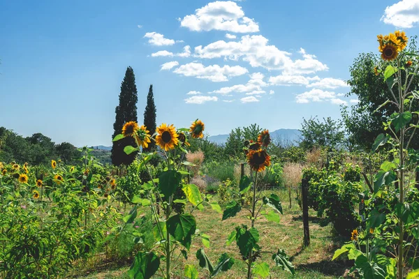 Beautiful gardens at Mateus Palace at Vila Real,Portugal. 