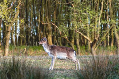 Ulusal parktaki Fallow geyiği Amsterdamse waterleidin gduinen, Hollanda.