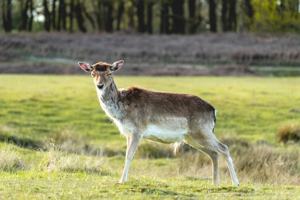 Fallow Deer National Park Amsterdamse Waterleidingduinen Netherlands — Stock Photo, Image