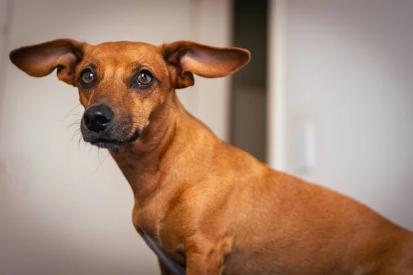 Küçük kahverengi ırk köpeği kameraya poz veriyor..