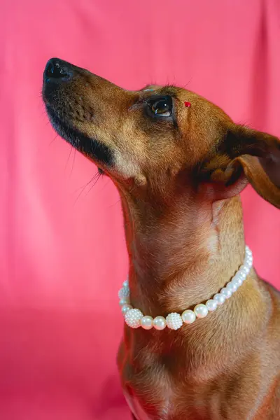 Портрет Змішаної Раси Коричневої Собаки Вирізом Рожевому Тлі Ліцензійні Стокові Фото