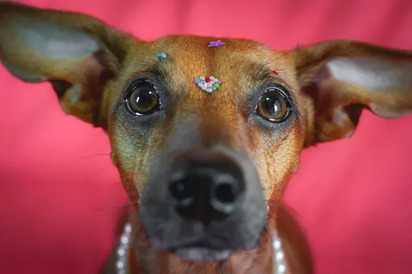Портрет Змішаної Раси Коричневої Собаки Вирізом Рожевому Тлі Ліцензійні Стокові Зображення