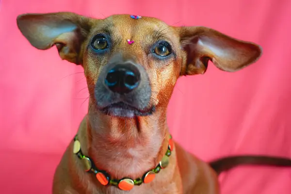 Портрет Змішаної Раси Коричневої Собаки Вирізом Рожевому Тлі Ліцензійні Стокові Зображення