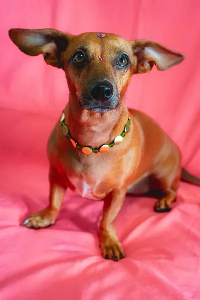Портрет Змішаної Раси Коричневої Собаки Вирізом Рожевому Тлі Стокова Картинка