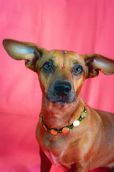 Портрет Змішаної Раси Коричневої Собаки Вирізом Рожевому Тлі Стокове Зображення