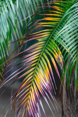 Renkli palmiye yapraklarından yaklaş. Brezilya, Sao Paulo 'daki Botanik Bahçesinde..