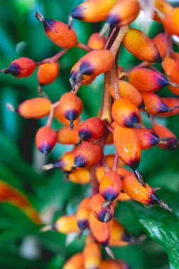 Brezilya 'nın So Paulo kentindeki Botanik Bahçesi' nde renkli tropikal bitkilerin arka planlarını kapat.
