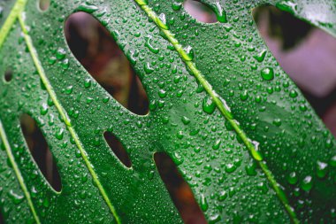 Ipiranga, Petropolis, Brezilya 'nın bahçesindeki Palm yapraklarını kapat..