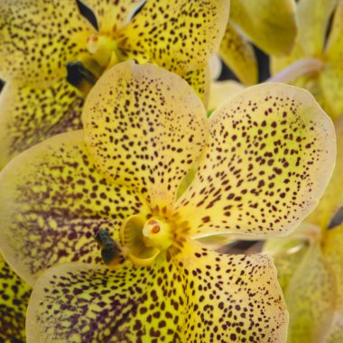 Brezilya, So Paulo 'daki Botanik Bahçesinde Güzel Sarı orkideler.