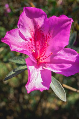 Brezilya 'nın So Paulo kentindeki Botanik Bahçesinde güzel pembe ve mor çiçekler..