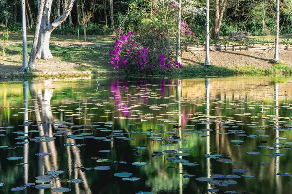 Brezilya 'nın So Paulo kentindeki Jardim Botanik Bahçesi' nde gölde yansıyan mor yapraklar..