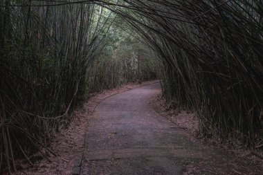 Brezilya, So Paulo 'daki Jardim Botanik Bahçesi' nde ağaçlarla kaplı güzel bir patika..