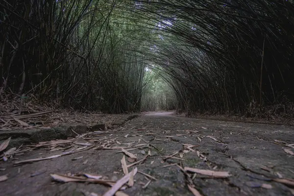 stock image Beautiful path covered with trees, in the Jardim Botanic Garden in So Paulo, Brazil.