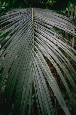 Brezilya, So Paulo 'daki Jardim Botanik Bahçesi' nde palmiye yapraklarını kapat..