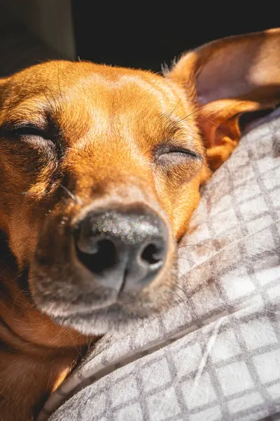 Kahverengi küçük melez bir köpek yatağa uzanıp güneş ışığının tadını çıkarıyor. Tembel hayvanlar. Paulo, Brezilya.